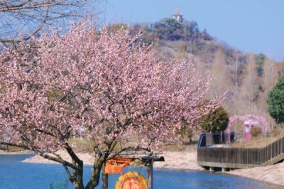 梅兰竹菊的寓意,梅花寓意百折不挠