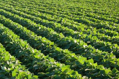 吉兴豆1号大豆种子特点,注意防治大豆蚜虫