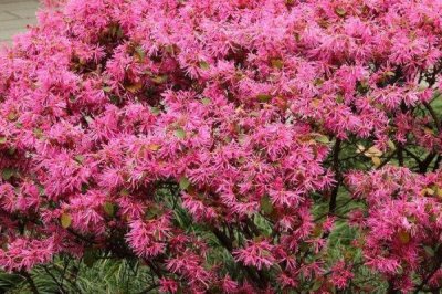 什么是红花檵木,属于金缕梅科、檵木属植物