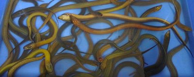 如何辨别黄鳝是否野生，头型和花纹颜色不同