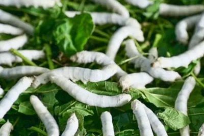 养蚕的注意事项,一定要选择新鲜的桑叶