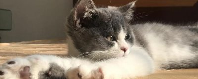 为什么猫咪会有脚臭,可能是脚毛太长容易吸收汗液所致