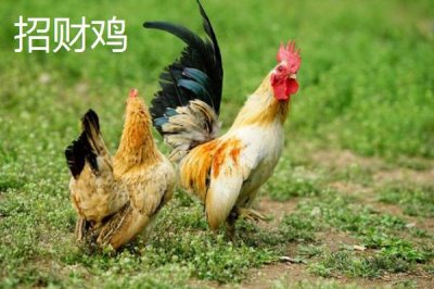 特种鸡的价格，根据实际情况选择养殖品种