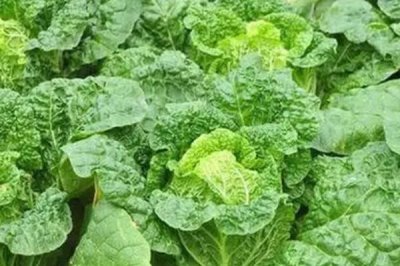 娃娃菜怎么长出来的，分为发芽期、幼苗期、莲座期和结球期