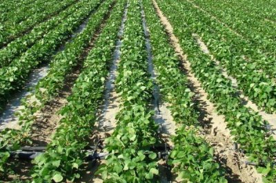 宿豆182大豆种简介，比对照品种中黄13晚熟2天