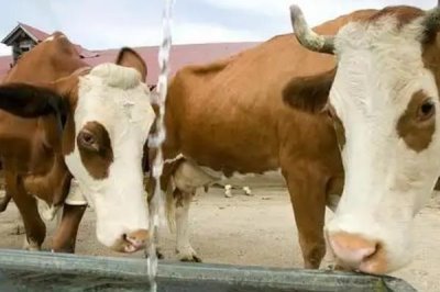 牛疙瘩病会传染吗，属于急性、亚急性或慢性传染病