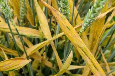小麦黄叶病的原因,根腐病或遭受冻害后均会导致