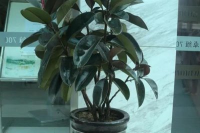 怎么养橡皮树，幼株每隔一年更换一次盆土