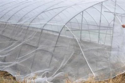 防治蚜虫用什么药，马拉硫磷、杀螟松、抗蚜威等药物均可起到灭杀效果