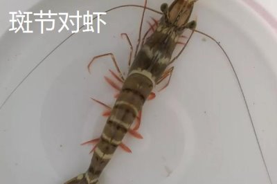 对虾的生活习性,属于杂食性且喜欢在晚上活动