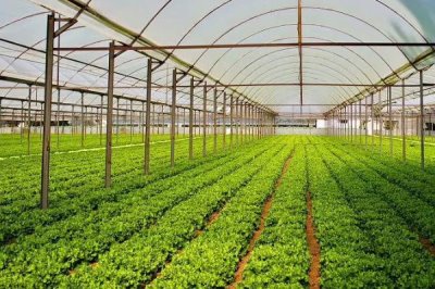 我国未来的农业发展趋势,有机农业前景可观