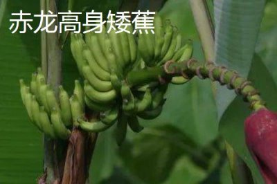 矮蕉的价格,在主产地的售价为0.9-2元左右/斤