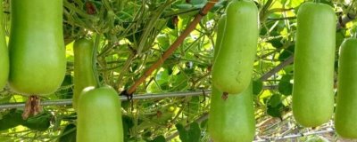 蒲瓜有种子吗,种子就是瓜瓤包裹着的白色卵形籽粒