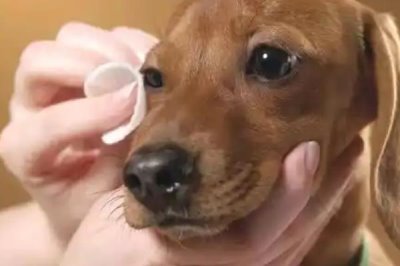 犬眼肿胀的原因，可能是玩耍时不慎抓到