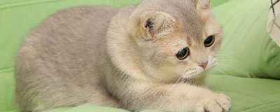 猫为什么会得湿疹,接触过敏性物质、过分舔毛等均会导致