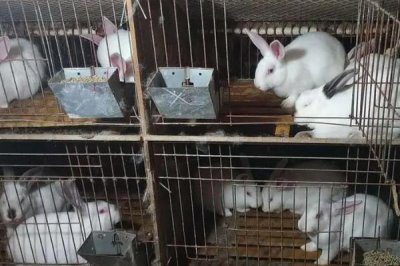 养殖兔子的方法，平时喂食要少量多餐