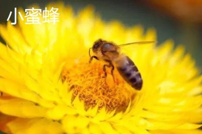 小蜜蜂和大蜜蜂有什么区别，小蜜蜂也叫小草蜂