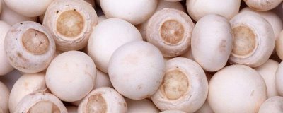 口蘑的产地,呼伦贝尔市等地方为主要产区