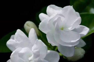 夏天茉莉花怎么养,一定要结合具体情况决定浇水量