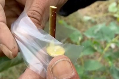 嫁接柿树的季节和方法,一般为夏季和秋季