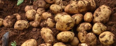 春马铃薯催芽的技巧,可采用室内催芽法、赤霉素催芽法或温室大棚催芽法等