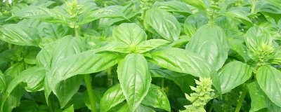 罗勒的施肥方法,对于肥料的要求较低