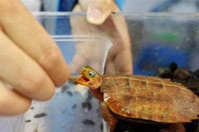 巴西黄耳龟怎么养，水温保持在20-30℃之间为佳