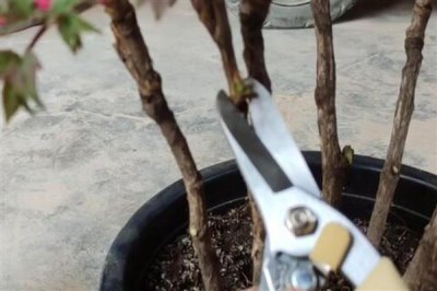 牡丹花怎么修剪，密集枝、过长枝、病弱枝等枝条都要剪除