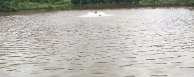 怎么处理浑浊的养殖水体,可在天气晴朗时泼洒净水剂