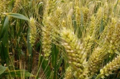 小麦贪青晚熟会不会高产,这种现象会降低小麦产量