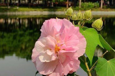 芙蓉花有害吗,是一种无毒的植物