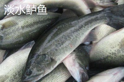 淡水鲈鱼如何养殖,需根据水色和透明度及时加注新水