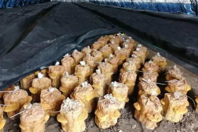 种植桑黄的利润和风险,效益可观但一些企业会进行欺骗经营