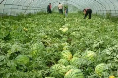 早春大棚西瓜种植管理技术,浇水要遵循宁干勿湿原则