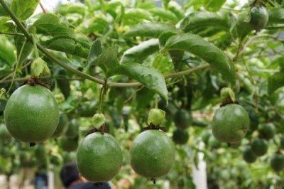 百香果如何施肥,通常是用有机肥和微生物菌肥