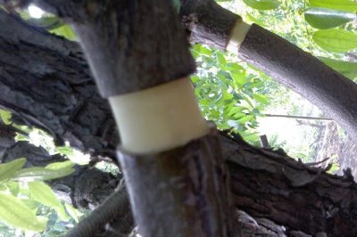 杜仲如何环剥以及要注意什么，在距离地面20厘米处横割一圈即可