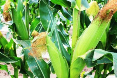 广农996玉米种子介绍，生育期春季平均114天