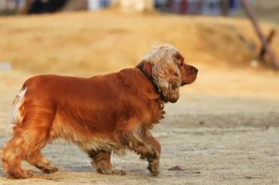 可卡的价格,市场上的常见品种一只需要800-2000元左右