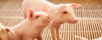 小猪喜欢吃的蔬菜水果有哪些,有生菜、白菜、包心菜、空心菜等