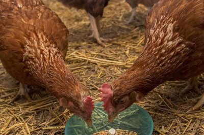 鸡胀气喂什么药，助消化的药或制霉菌素均可