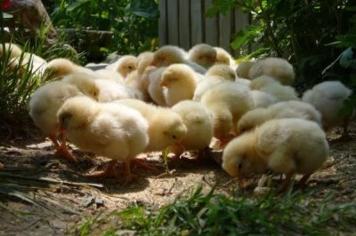 小鸡养多久能长大,不同品种的生长周期不同