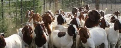 什么羊繁殖能力强，根据实际情况来选择合适的羊品种