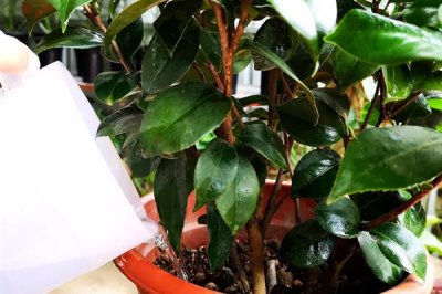 山茶花叶子发黄的原因及处理方式,可能是浇水过多或土质的影响等