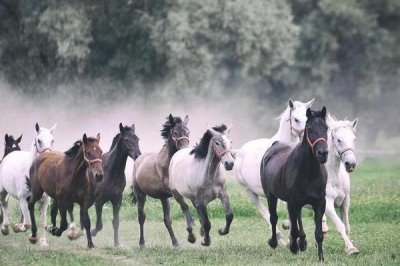 马如何繁殖后代,主要通过胎生进行繁殖