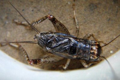 蛐蛐能活多长时间,可以存活141-151天