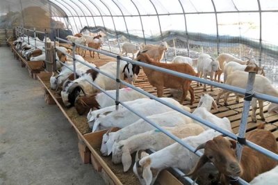 小羊不吃奶怎么处理，可以把奶挤出来再用注射剂灌喂