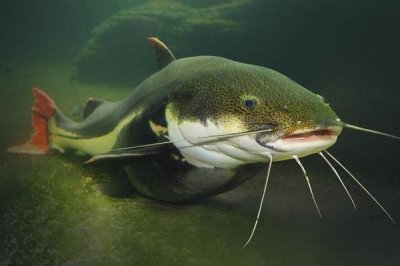 怎么钓鲶鱼,建议提前2-3天打窝