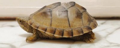 麝香龟要加温吗,养殖麝香龟要在冬季加温