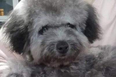灰泰迪毛色变黑的原因,可能是遗传也有可能是营养不良