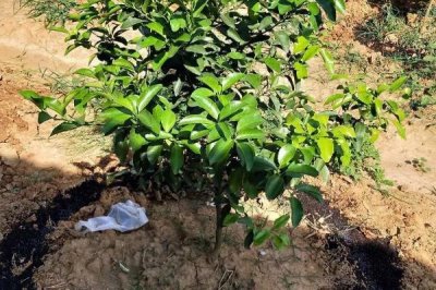 柑桔如何施肥,不同生长阶段的柑桔施肥方法不同